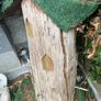 Fairy house perfect for little girl, made from tree trunk & carved out windows & swing, just needs some maintenance Image 2