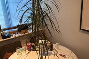 Madagascar Dragon Tree Dracaena marginata