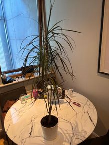 Madagascar Dragon Tree Dracaena marginata