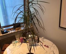 Madagascar Dragon Tree Dracaena marginata