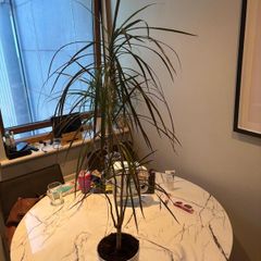 Madagascar Dragon Tree Dracaena marginata