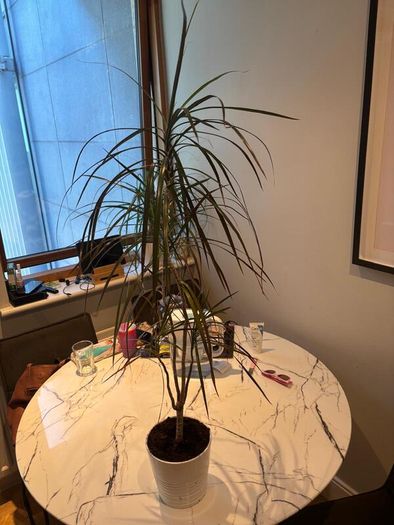 Madagascar Dragon Tree Dracaena marginata
