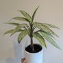 Indoor plant Image 2