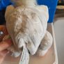 furby Image 2