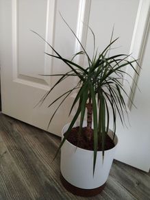 Dracaena Marginata / Dragon Tree