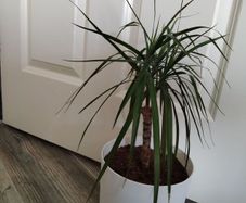 Dracaena Marginata / Dragon Tree