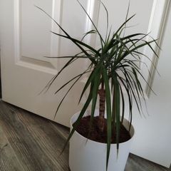 Dracaena Marginata / Dragon Tree
