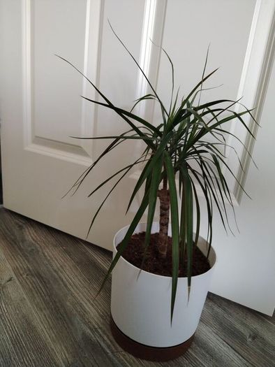 Dracaena Marginata / Dragon Tree