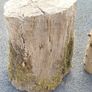 Tree Stumps Image 4