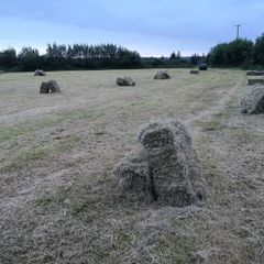 Small square bales hay and round hay for sale