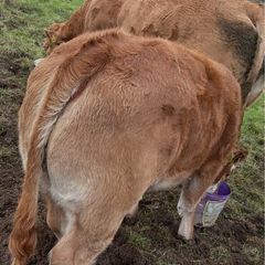 Weanling Heifers