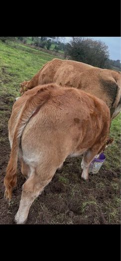 Weanling Heifers
