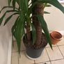 Yucca Elephantipes Image 2