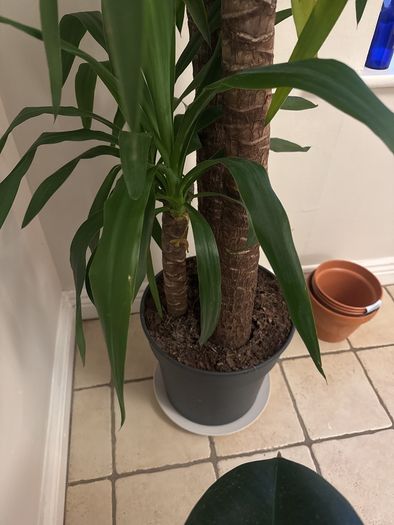 Yucca Elephantipes