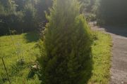Beautiful Golden Conifer / Cypress Tree 180cm (6ft) Healthy Garden Tree