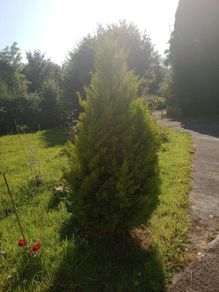 Beautiful Golden Conifer / Cypress Tree 180cm (6ft) Healthy Garden Tree