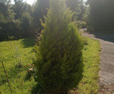 Beautiful Golden Conifer / Cypress Tree 180cm (6ft) Healthy Garden Tree