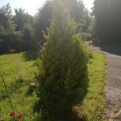Beautiful Golden Conifer / Cypress Tree 180cm (6ft) Healthy Garden Tree