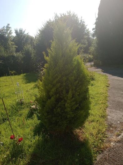 Beautiful Golden Conifer / Cypress Tree 180cm (6ft) Healthy Garden Tree