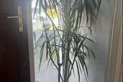 Mature House Plant