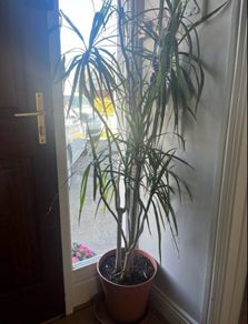 Mature House Plant