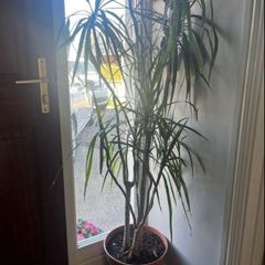 Mature House Plant