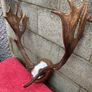 deer Image 4