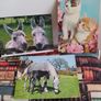 Old postcard album with 80 cards from 1914 to 1955,plus 10 miniature photos of New York,5 old John Hinde,postcards,3 old Iraqui postcards Image 8