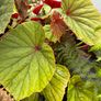 hardy begonia - begonia grandis claret jug Image 7