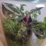 glass terrarium containing philodendron Pink Princess Image 5