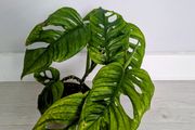 Monstera Adansonii Plant