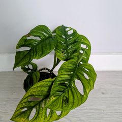 Monstera Adansonii Plant