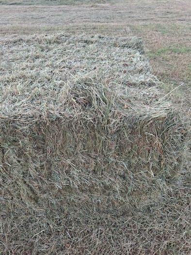 Large square bales of hay for sale