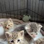 Kittens for adoption Image 10