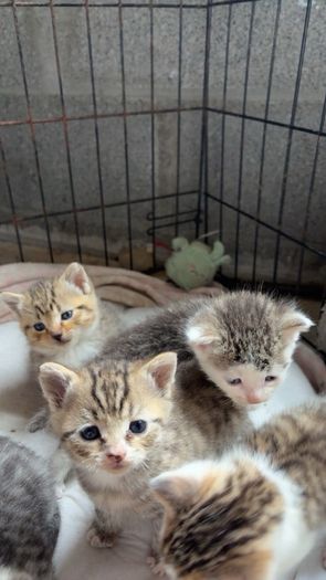 Kittens for adoption