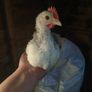 bantam chicks Image 4