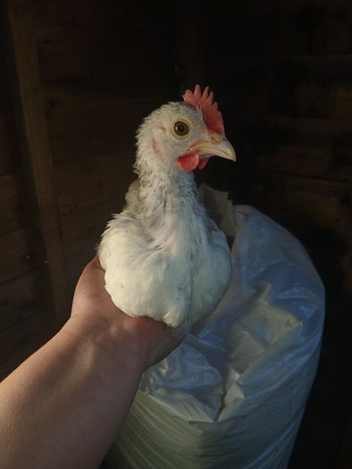 bantam chicks