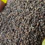 Lacy phacelia seeds 1Kg Image 4