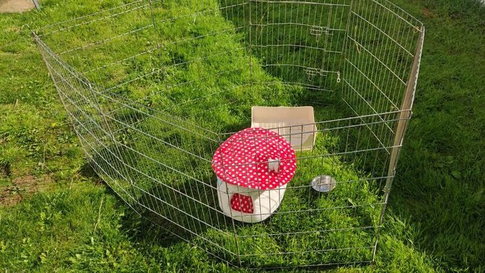 Rabbit Items