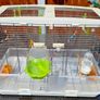 Vision by Hagen double bird cage. Image 2