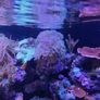 marine  corals Image 10