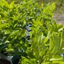 Cherry Laurel plants / hedge Image 3