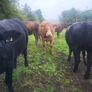 Organic  Cattle  Heifers Image 4