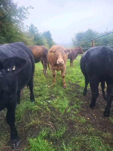 Organic  Cattle  Heifers