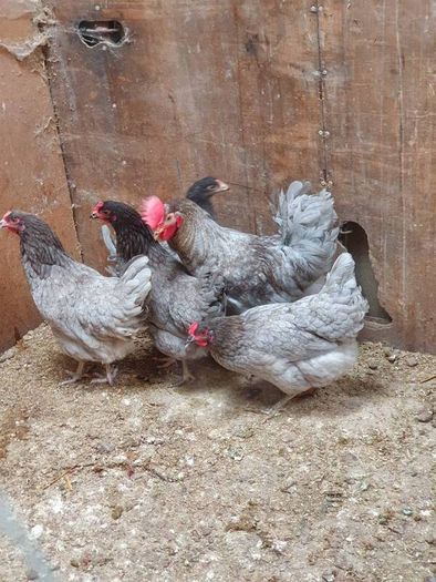 Hens, point of lay pullets