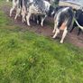 Belgium blue springing heifers Image 9