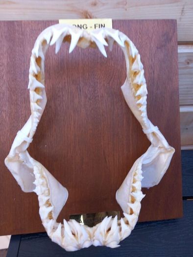 longfin mako shark jaw 8 inches wide X 9 inches tall