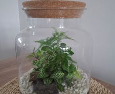 Home plant