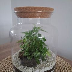Home plant