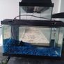 tanks for sale 2 40cm 2 60cm Image 2